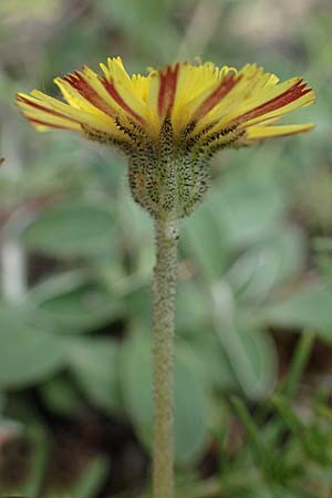 Hieracium pilosella \ Mausohr-Habichtskraut, Kleines Habichtskraut, D Thüringen, Tunzenhausen 9.6.2022