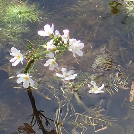 Hottonia palustris \ Sumpf-Wasserfeder / Water Violet, D Mörfelden 21.4.2023