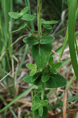 Hypericum pulchrum \ Schnes Johanniskraut / Slender St. John's-Wort, D Hunsrück, Börfink 26.6.2023