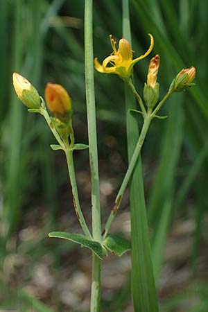 Hypericum pulchrum \ Schnes Johanniskraut / Slender St. John's-Wort, D Hunsrück, Börfink 26.6.2023