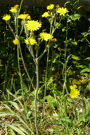 Hieracium rothianum \ Roths Habichtskraut / Roth's Hawkweed, D Bad Münster am Stein - Niederhausen 6.6.2015