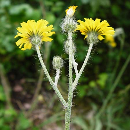 Hieracium rothianum \ Roths Habichtskraut, D Bad Münster am Stein - Niederhausen 6.6.2015