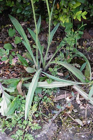 Hieracium rothianum \ Roths Habichtskraut, D Bad Münster am Stein - Hallgarten 6.6.2015