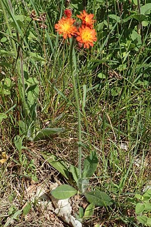 Hieracium x rubrum \ Auseinanderklaffendes Habichtskraut / Hybrid Hawkweed, D Hagen 14.6.2019