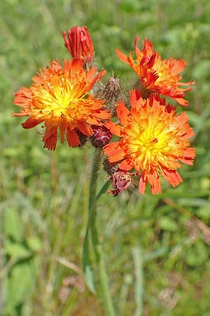 Hieracium x rubrum \ Auseinanderklaffendes Habichtskraut / Hybrid Hawkweed, D Hagen 14.6.2019