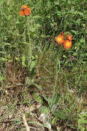 Hieracium x rubrum \ Auseinanderklaffendes Habichtskraut / Hybrid Hawkweed, D Hagen 14.6.2019