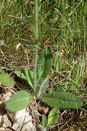 Hieracium x rubrum \ Auseinanderklaffendes Habichtskraut / Hybrid Hawkweed, D Hagen 14.6.2019