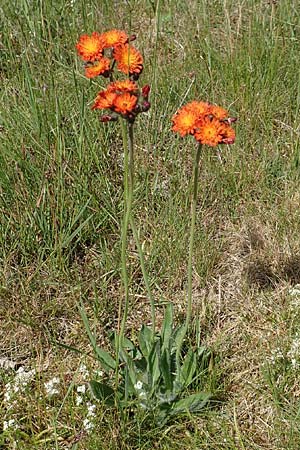 Hieracium x rubrum \ Auseinanderklaffendes Habichtskraut / Hybrid Hawkweed, D Hagen 14.6.2019