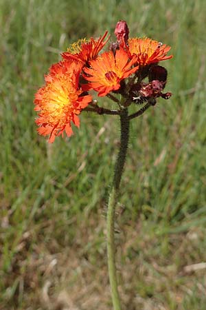 Hieracium x rubrum \ Auseinanderklaffendes Habichtskraut / Hybrid Hawkweed, D Hagen 14.6.2019