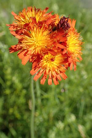 Hieracium x rubrum \ Auseinanderklaffendes Habichtskraut / Hybrid Hawkweed, D Schwarzwald/Black-Forest, Baiersbronn 18.6.2019