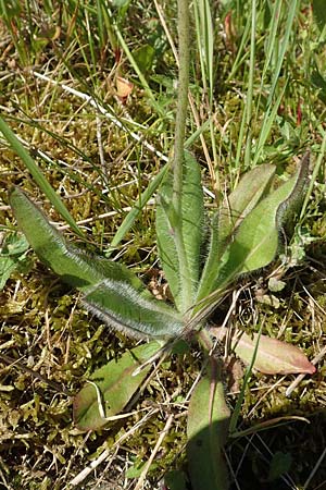 Hieracium x rubrum \ Auseinanderklaffendes Habichtskraut, D Schwarzwald, Baiersbronn 18.6.2019