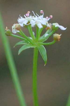 Apium repens / Creeping Marshwort, D Hohwacht 17.9.2021