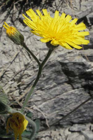 Hieracium schmidtii agg. \ Blasses Habichtskraut / Schmidt's Hawkweed, D Karlstadt 30.4.2007