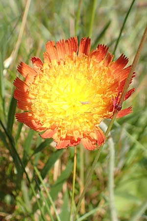 Hieracium x stoloniflorum / Hybrid Hawkweed, D Hagen 14.6.2019