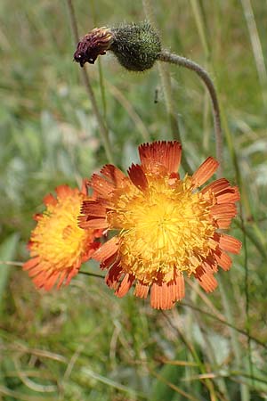 Hieracium x stoloniflorum \ Luferbltiges Habichtskraut, D Hagen 14.6.2019