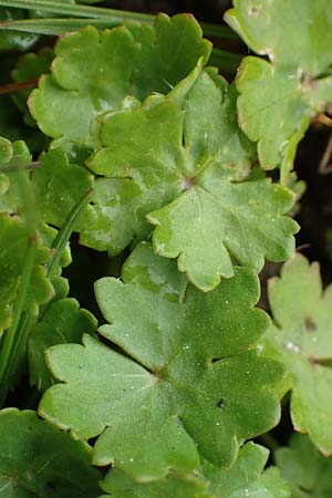 Hydrocotyle sibthorpioides \ Kleinblttriger Wassernabel / Dwarf Pennywort, Lawn Marsh Pennywort, D Mannheim 13.4.2022