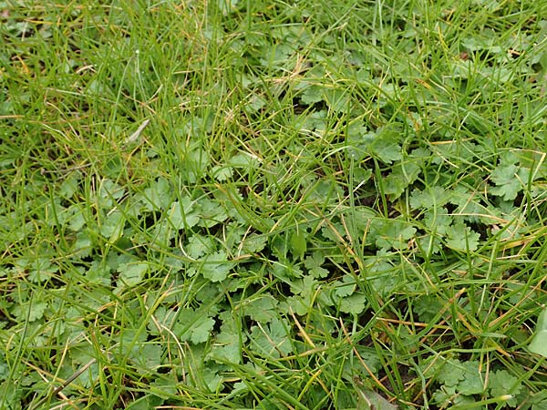 Hydrocotyle sibthorpioides \ Kleinblttriger Wassernabel / Dwarf Pennywort, Lawn Marsh Pennywort, D Mannheim 13.4.2022