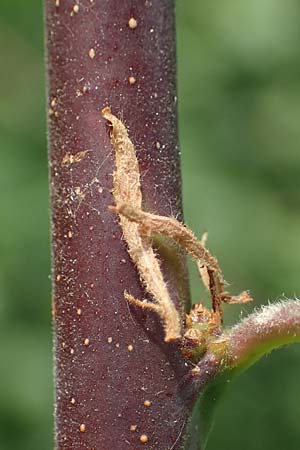 Prunus x fruticans \ Haferschlehe, Krieche, D Niederjossa 21.6.2022