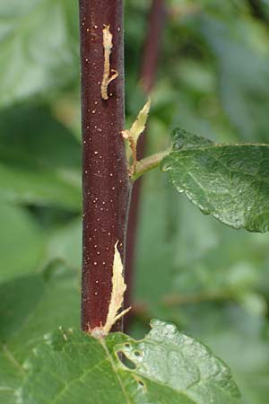 Prunus x fruticans \ Haferschlehe, Krieche, D Niederjossa 21.6.2022