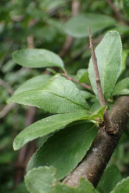 Prunus x fruticans \ Haferschlehe, Krieche, D Niederjossa 21.6.2022