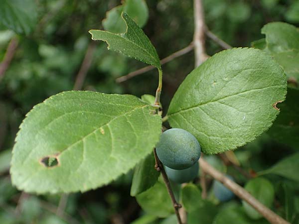 Prunus x fruticans \ Haferschlehe, Krieche, D Niederjossa 21.6.2022