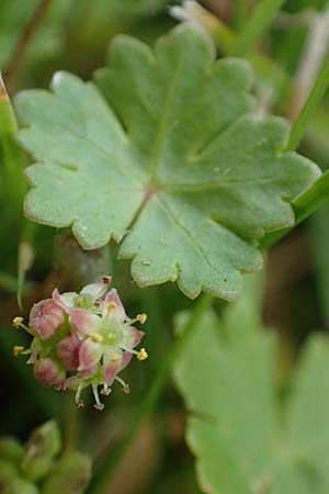 Hydrocotyle sibthorpioides \ Kleinblttriger Wassernabel / Dwarf Pennywort, Lawn Marsh Pennywort, D Mannheim 24.6.2022