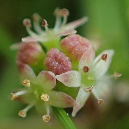 Hydrocotyle sibthorpioides \ Kleinblttriger Wassernabel / Dwarf Pennywort, Lawn Marsh Pennywort, D Mannheim 24.6.2022