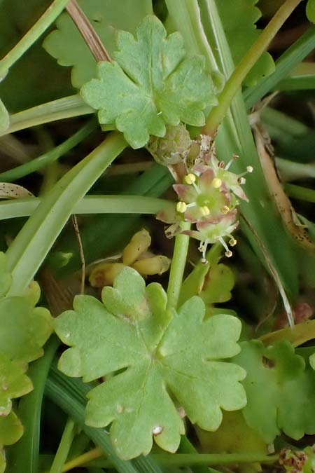 Hydrocotyle sibthorpioides \ Kleinblttriger Wassernabel / Dwarf Pennywort, Lawn Marsh Pennywort, D Mannheim 24.6.2022