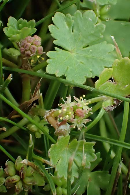 Hydrocotyle sibthorpioides \ Kleinblttriger Wassernabel / Dwarf Pennywort, Lawn Marsh Pennywort, D Mannheim 24.6.2022