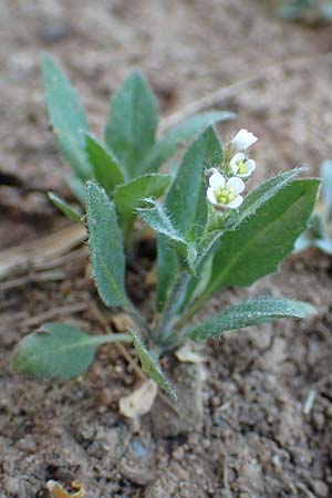 Capsella bursa-pastoris \ Hirtentschel, D Aichtal 18.4.2018