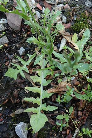 Capsella praecox \ Frhblhendes Hirtentschel / Cuneate Shepherd's Purse, D Übach-Palenberg 23.5.2018