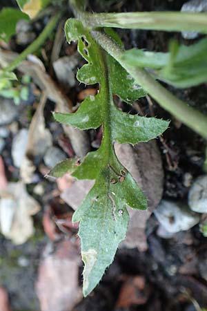 Capsella praecox \ Frhblhendes Hirtentschel / Cuneate Shepherd's Purse, D Übach-Palenberg 23.5.2018