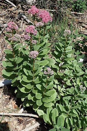 Hylotelephium telephium \ Purpur-Waldfetthenne, D Kaiserslautern 15.8.2021