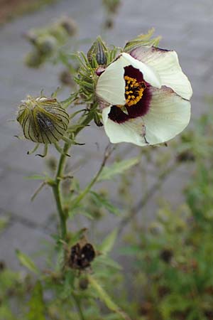 Hibiscus trionum \ Stunden-Eibisch / Bladder Ketmia, D Botan. Gar.  Universit.  Heidelberg 23.10.2021