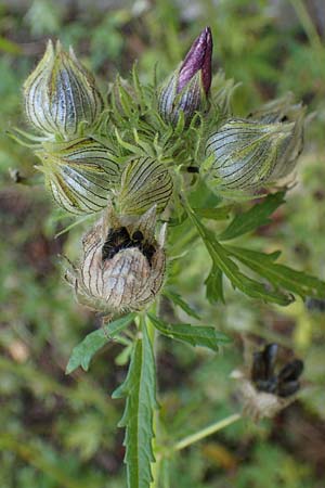 Hibiscus trionum \ Stunden-Eibisch / Bladder Ketmia, D Botan. Gar.  Universit.  Heidelberg 23.10.2021