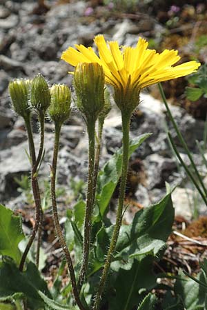 Hieracium humile \ Niedriges Habichtskraut, D Fridingen 3.6.2015