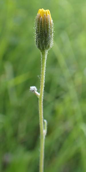 Hieracium umbrosum \ Schattenliebendes Habichtskraut / Shade Hawkweed, D Spaichingen 26.6.2018