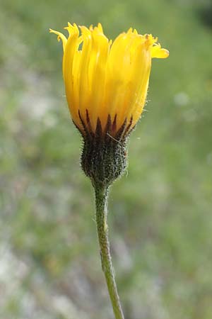 Hieracium umbrosum \ Schattenliebendes Habichtskraut / Shade Hawkweed, D Spaichingen 26.6.2018