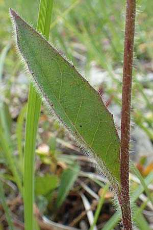 Hieracium umbrosum \ Schattenliebendes Habichtskraut / Shade Hawkweed, D Spaichingen 26.6.2018