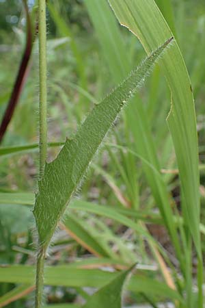 Hieracium umbrosum \ Schattenliebendes Habichtskraut / Shade Hawkweed, D Spaichingen 26.6.2018