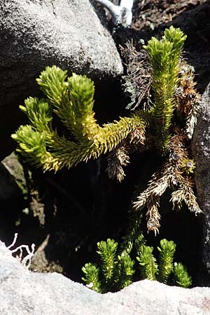 Huperzia selago \ Tannen-Brlapp / Fir Clubmoss, D Schwarzwald/Black-Forest, Hornisgrinde 22.7.2020