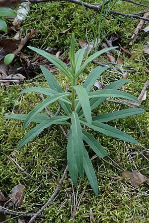 Hieracium umbellatum \ Doldiges Habichtskraut, D Mannheim 11.6.2021