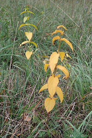 Vincetoxicum hirundinaria \ Schwalbenwurz / White Swallow Wort, D Ketsch 7.10.2015