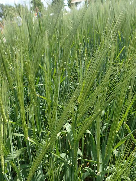 Hordeum vulgare / Six-Rowed Barley, D Mannheim 3.6.2023