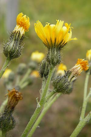 Hieracium walteri-langii / Walter Lang's Hawkweed, D Gundersheim 24.5.2015