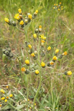 Hieracium walteri-langii / Walter Lang's Hawkweed, D Gundersheim 24.5.2015