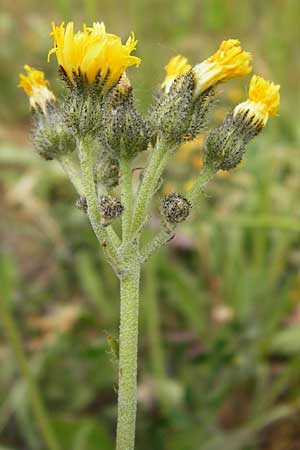 Hieracium walteri-langii / Walter Lang's Hawkweed, D Gundersheim 24.5.2015