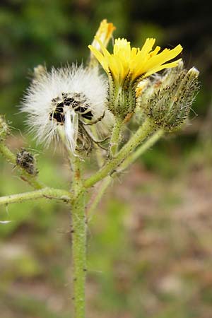 Hieracium walteri-langii / Walter Lang's Hawkweed, D Gundersheim 24.5.2015