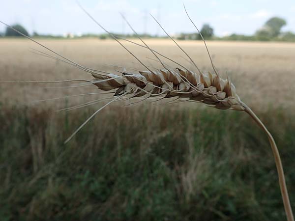 Triticum durum \ Hart-Weizen / Durum Wheat, D Neulußheim 7.7.2018