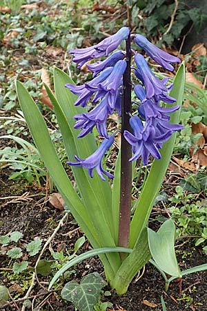 Hyacinthus orientalis \ Garten-Hyazinthe / Garden Hyacinth, D Mannheim 29.3.2018